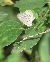Zizeeria karsandra