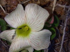 Oxalis pulchella