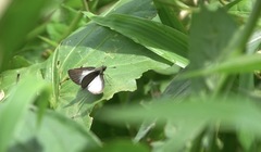 Aeromachus plumbeola