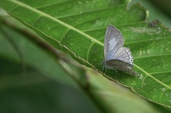 Catopyrops ancyra