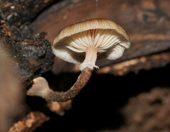 Armillaria hinnulea