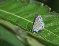 Catopyrops ancyra