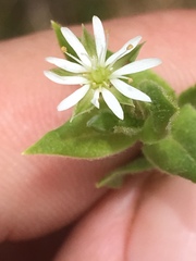 Stellaria littoralis