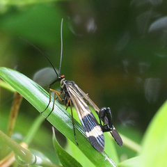Panorpa japonica