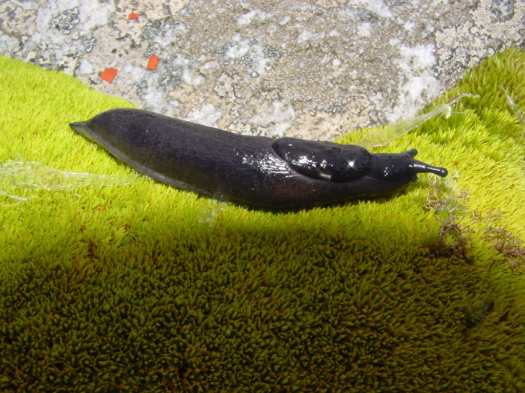 Ariopeltinae