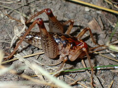 Ceuthophilus seclusus