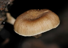 Armillaria hinnulea