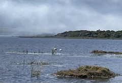 Phoenicopterus roseus