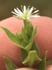 Stellaria littoralis