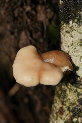 Lentinellus pulvinulus