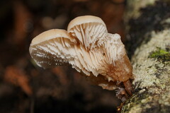 Lentinellus pulvinulus