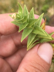 Stellaria littoralis