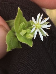 Stellaria littoralis