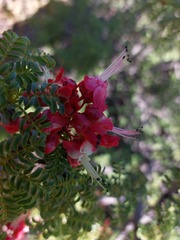 Erythrophysa alata