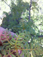 Erythrophysa alata