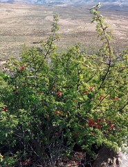 Erythrophysa alata