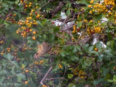 Sciurus niger limitis