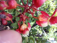 Erythrophysa alata