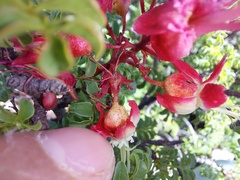 Erythrophysa alata