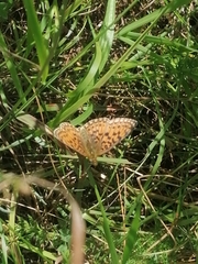 Boloria selene