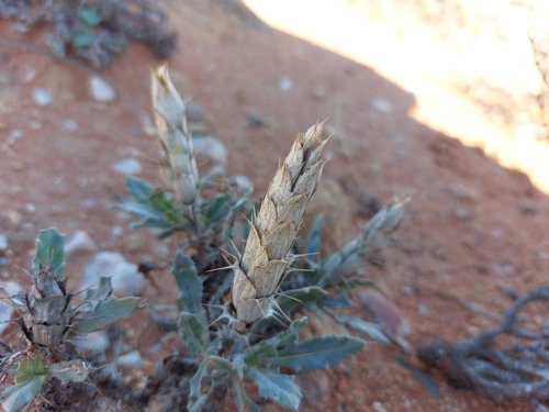 Acanthopsis glauca