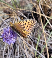 Argynnis niobe