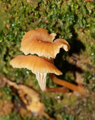 Camarophyllopsis darwinensis