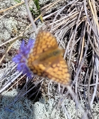 Argynnis niobe
