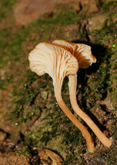 Camarophyllopsis darwinensis