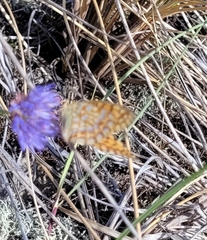Argynnis niobe