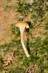 Camarophyllopsis darwinensis