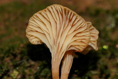Camarophyllopsis darwinensis