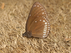 Euploea klugii