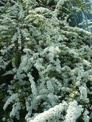 Spiraea cinerea