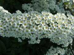 Spiraea cinerea