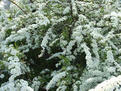 Spiraea cinerea