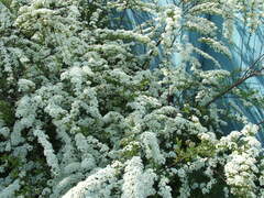 Spiraea cinerea