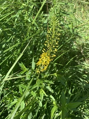 Lysimachia terrestris