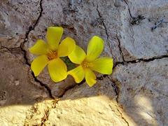 Oxalis bullulata