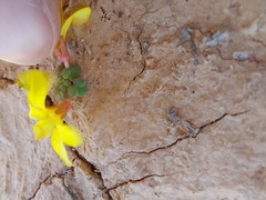 Oxalis bullulata