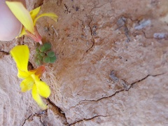 Oxalis bullulata