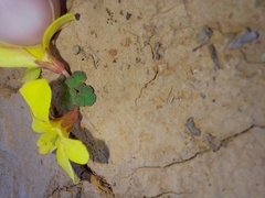Oxalis bullulata