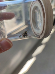 Polistes dominula