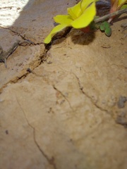 Oxalis bullulata