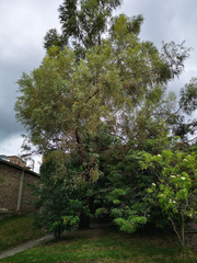 Eucalyptus
