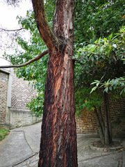 Eucalyptus