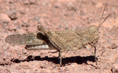 Trimerotropis occidentalis