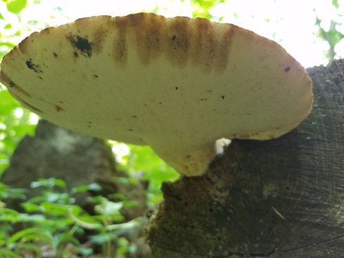 Piptoporus quercinus image
