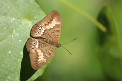 Tanaecia trigerta