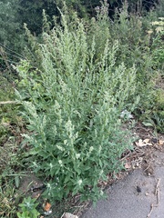Chenopodium album